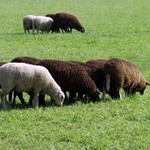 černé ovce, sem tam bílá