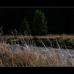 Podzim na Šumavě II.-Vydra