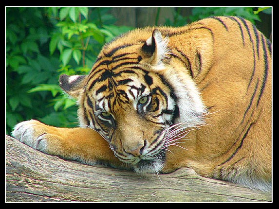 tygří siesta