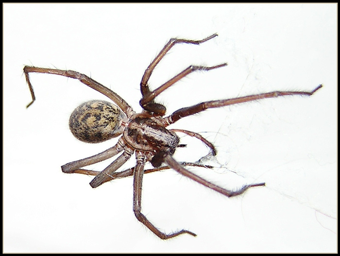 máme doma pavouka ...