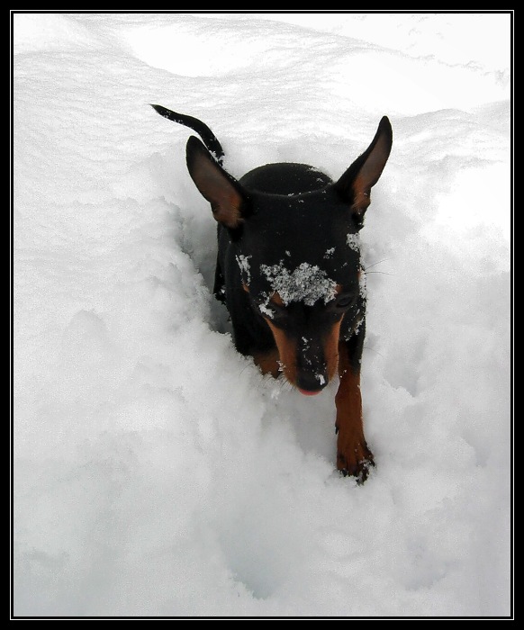 Černá tečka v závěji