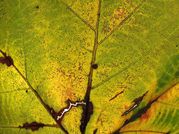 Autumnus Chroma