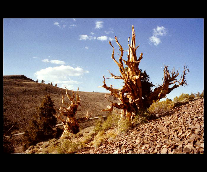 Bristlecone Pine