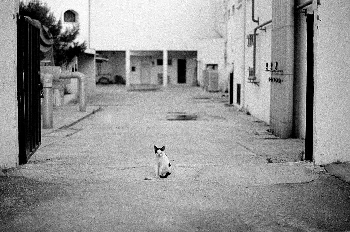 ..cat..