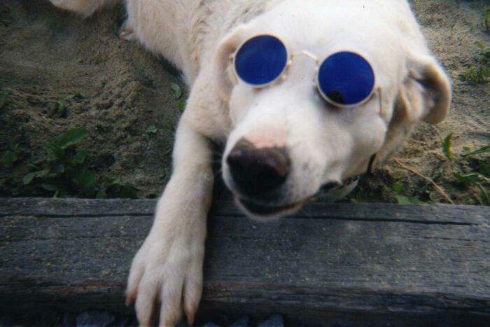 Dog Lennon