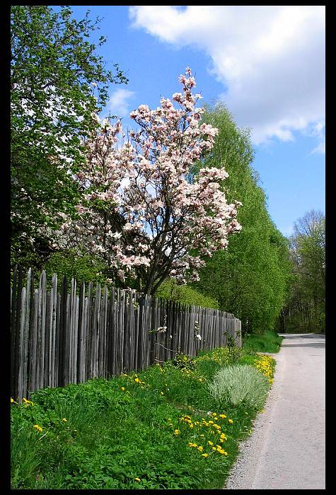 Cesta s magnolií.