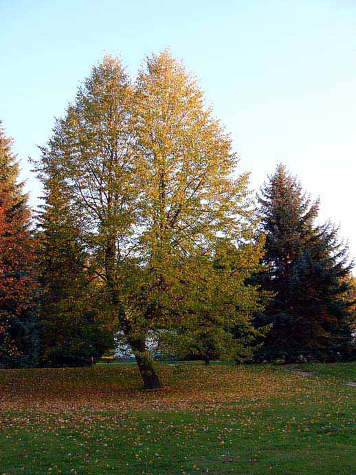 Podzimní koberec