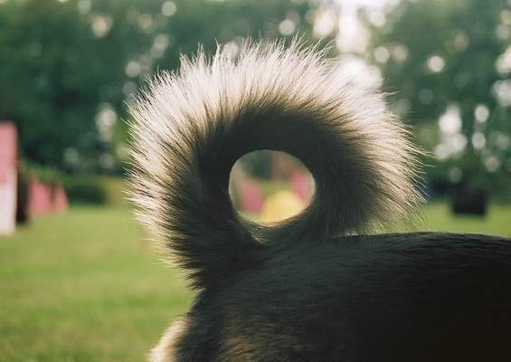 Světlo v ocásku psa Bubliny na parkuru agility