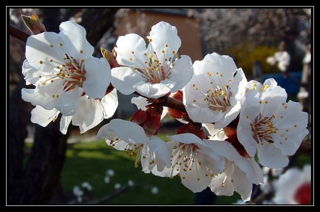 ***Květinová seance***