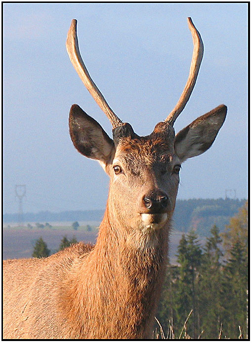 Jelínek portret