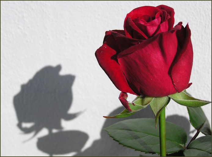Roses..