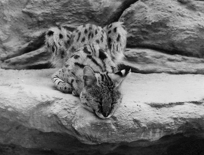 POLEDNÍ SIESTA