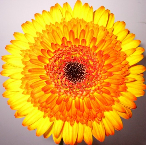gerbera