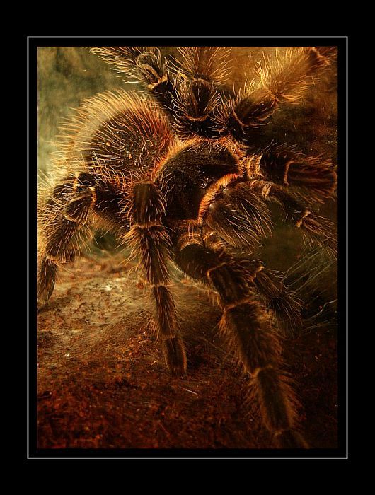 spider