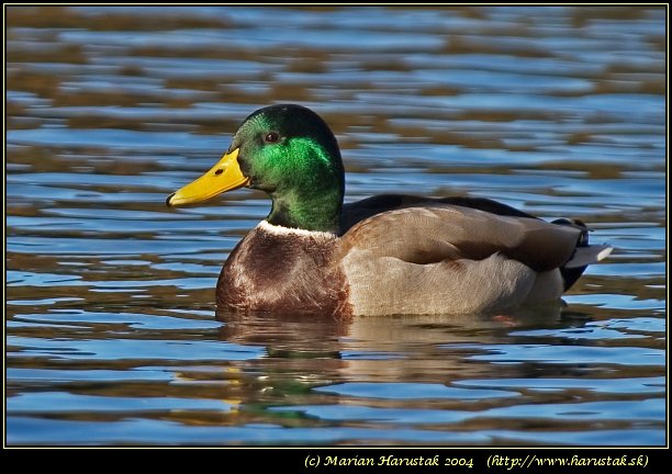 Mallard (Anas Platyrhynchos) [kacica diva]