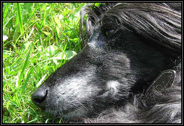 .: IN MEMORIAM :.