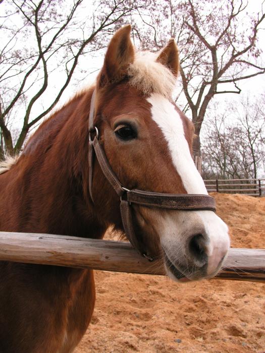 konik...cvak