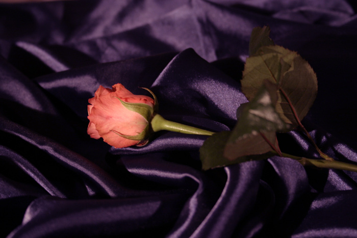 Romance s Ruží