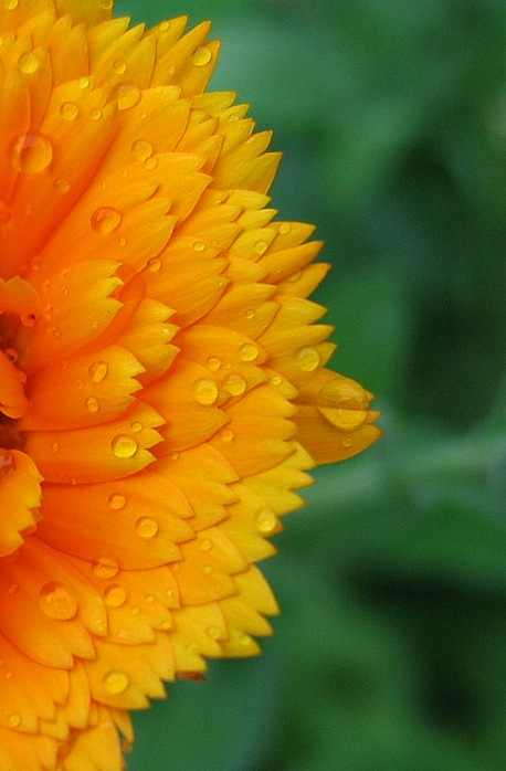 Calendula officinalis