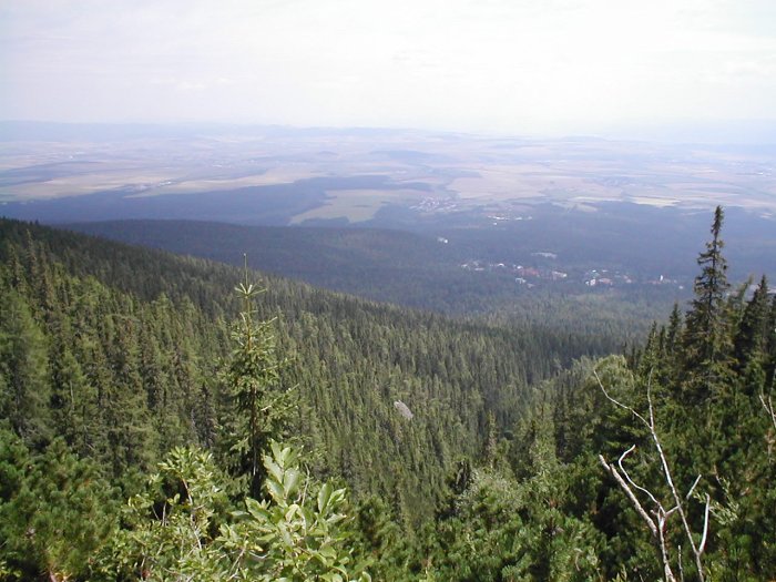 Les který zmizel - Slavkovská dolina