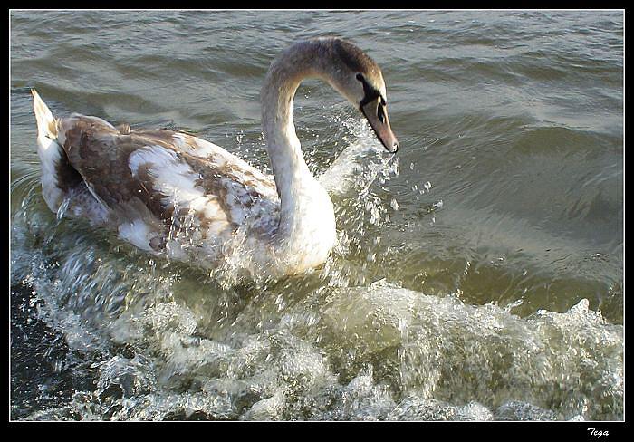 Vlnobití na Olešné