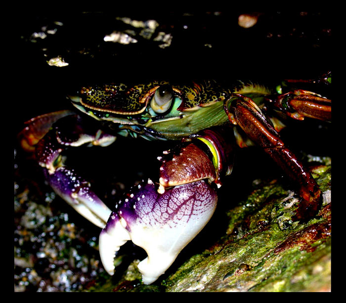 Crab