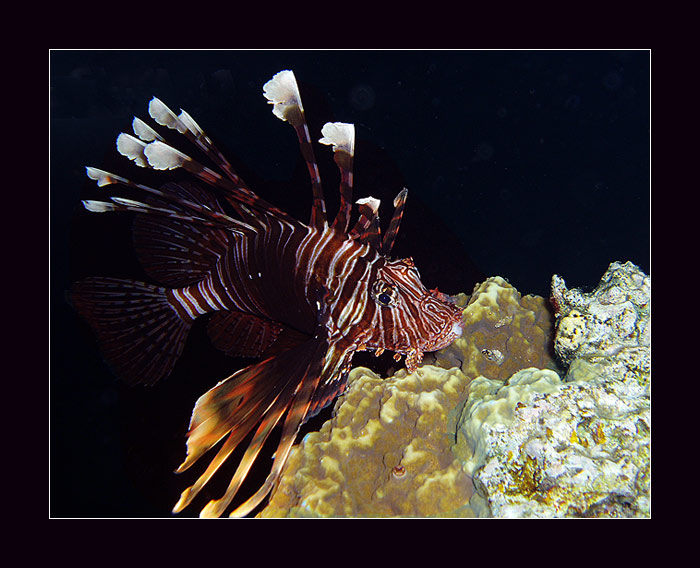Lion Fish EGYPT 2004