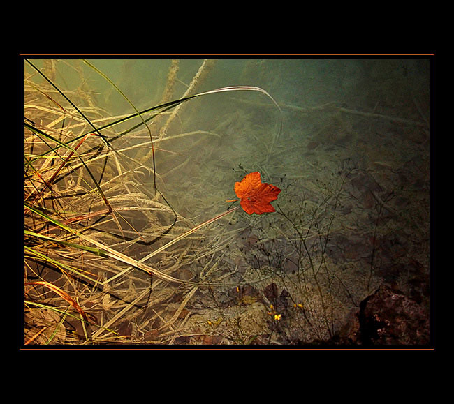 Maple