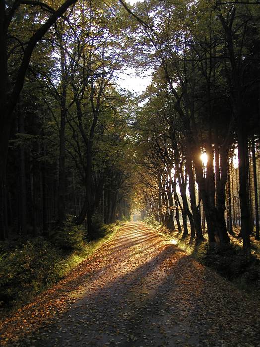 Zlatá cesta