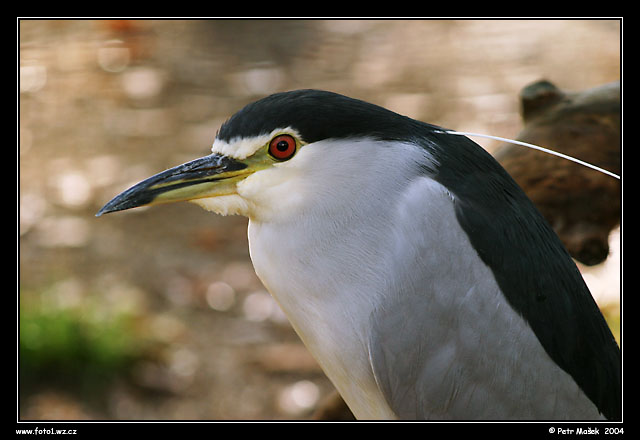 kvakoš noční - zoopark Chomutov