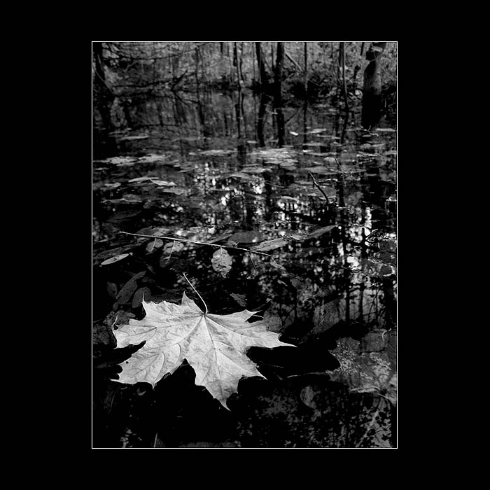...please, don´t <b> leaf </b> me