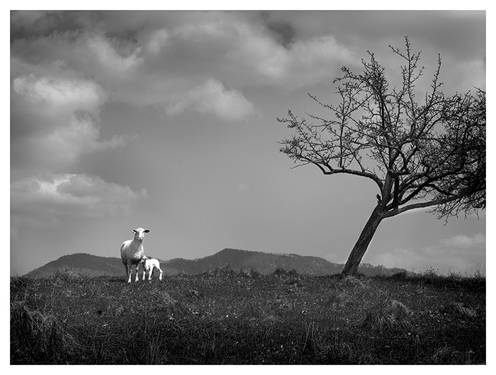 <b>Looking for shepherd ...</b>