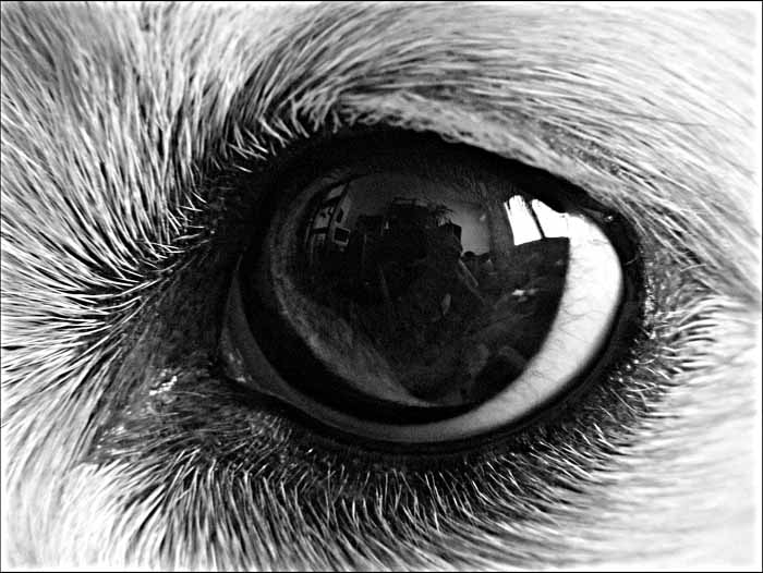 The eye