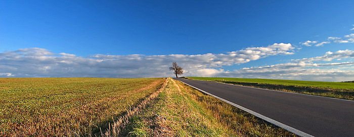 Vždy dojdeš ke stromu