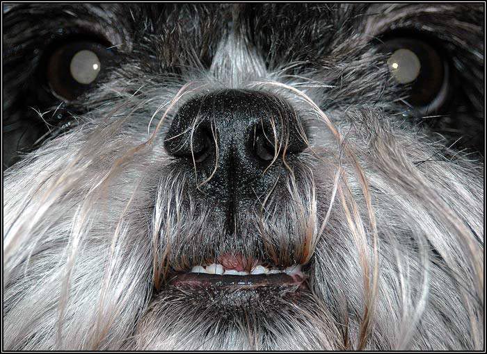 <b>TAK JSEM TADY NA TEN PSÍ DEN...<b/>