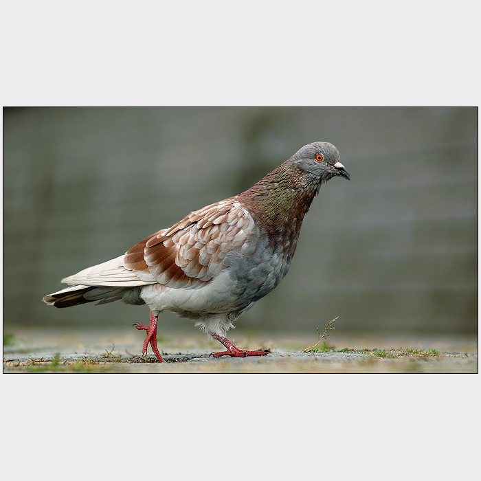  <b>JÁ TO TU BALÍM . . . <HR></b><b>