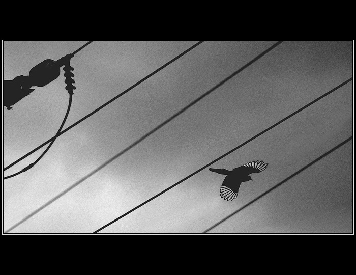  <b>PTÁKOVKA DRÁTOVKA . . . <HR></b><b>