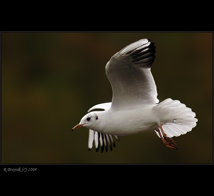  <b>JEŠTĚ JEDNA PTÁKOVKA . . . <HR></b><b>