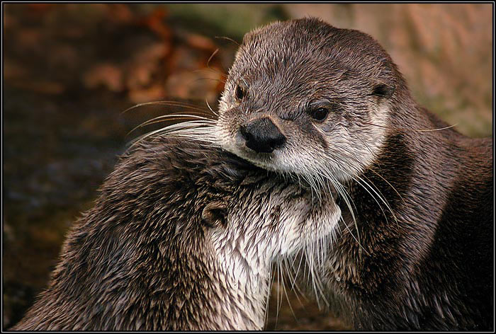  LÁSKA JE LÁSKA  . . .