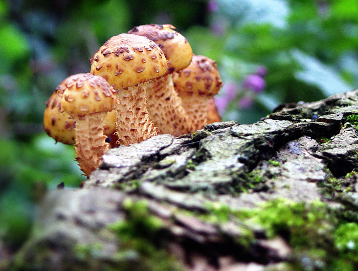 rodinka