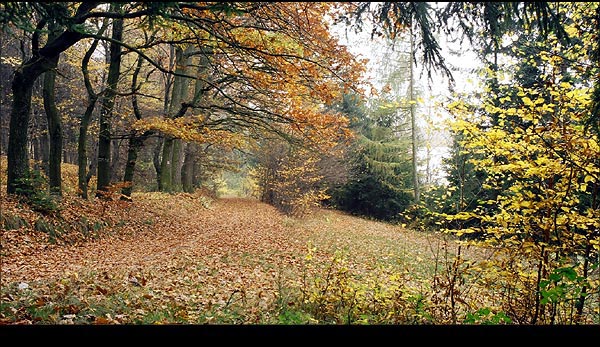 podzimní cesta