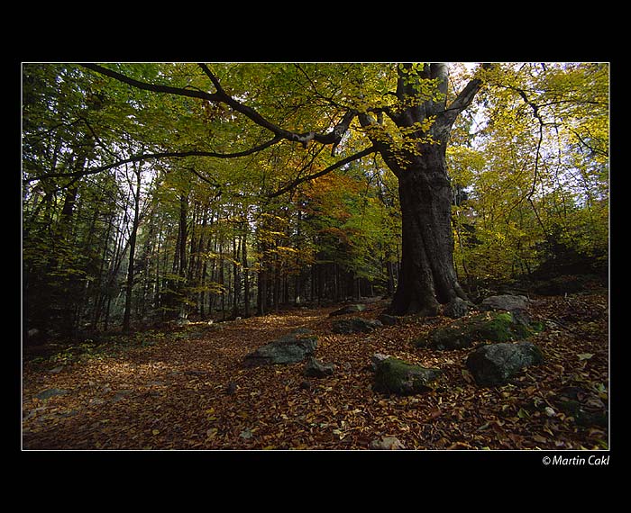 Jihočeská lesně podzimní..