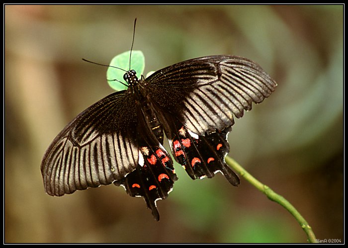 Pachliopta aristolochiae