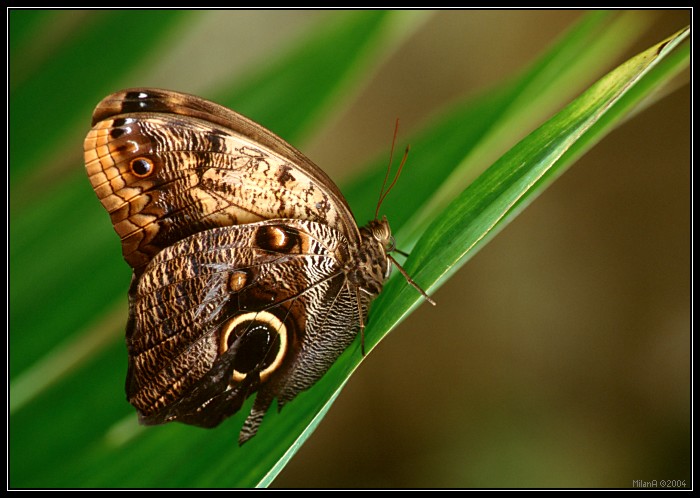 Caligo teucer