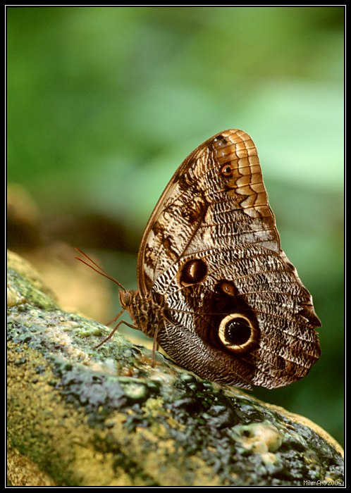Caligo teucer 2