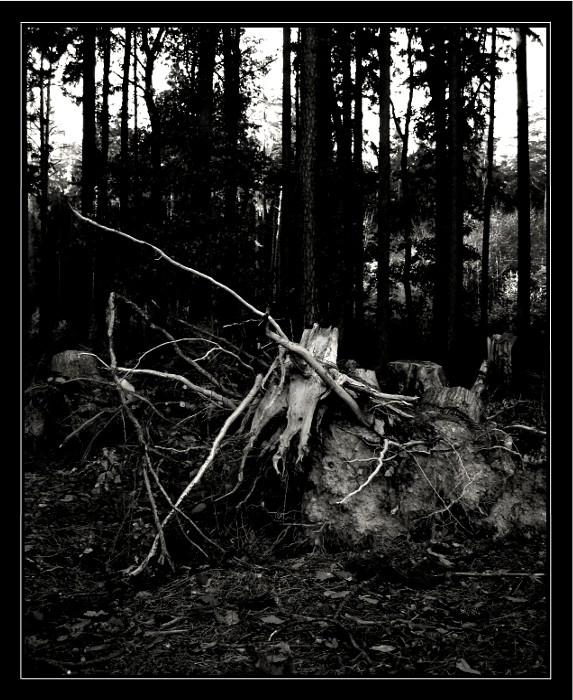 ...jak umirají stromy...