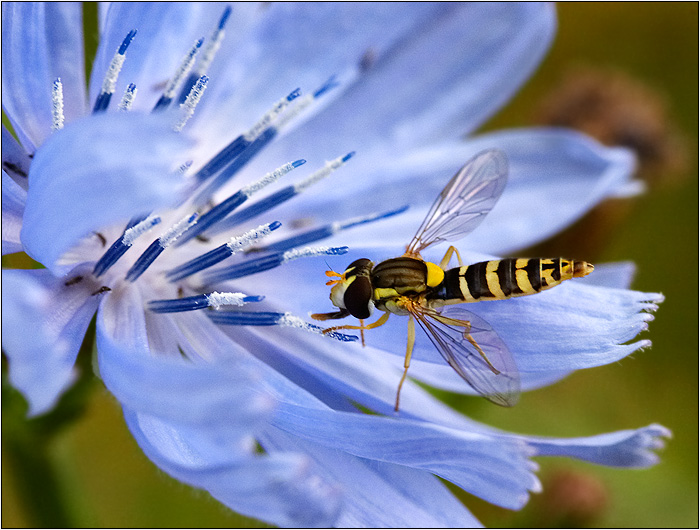<b>moucha na sobotní večer</b>