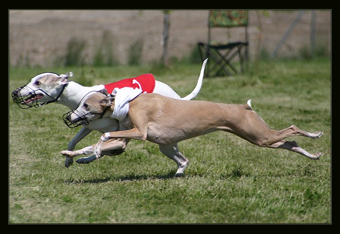 <b>* Dvě vipetí holky v běhu *</b>