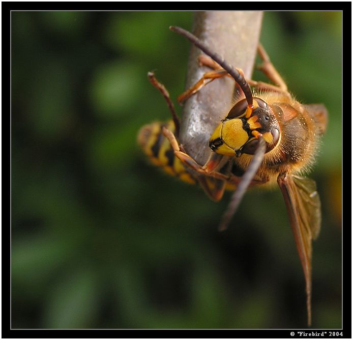 *** Toho Bechera jsem uz vazne nemel pit ***