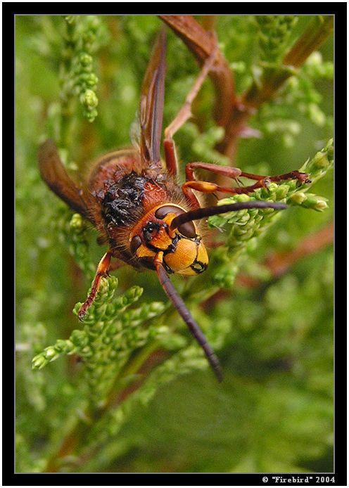 *** Last mohycan = Toníček ***